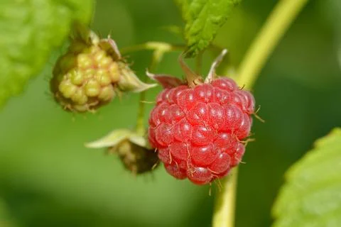 Raspberry fruit growing on branch in the garden Stock Photos
