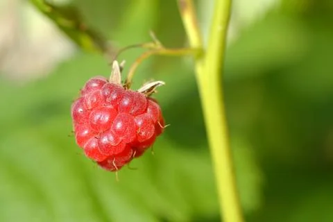 Raspberry fruit growing on branch in the garden Stock Photos
