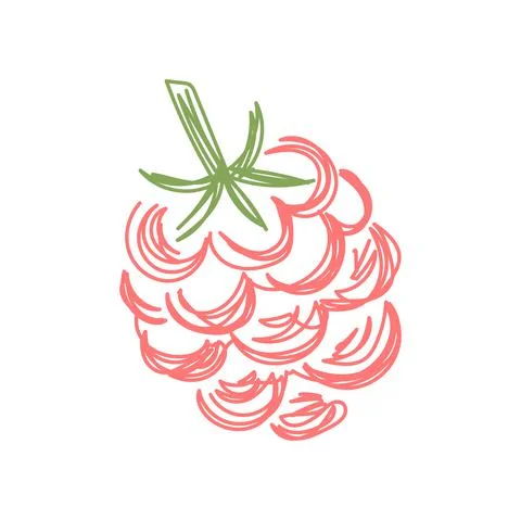 Raspberry fruit. Hand drawn vector illustration. Pen or marker doodle sketch. Stock Illustration