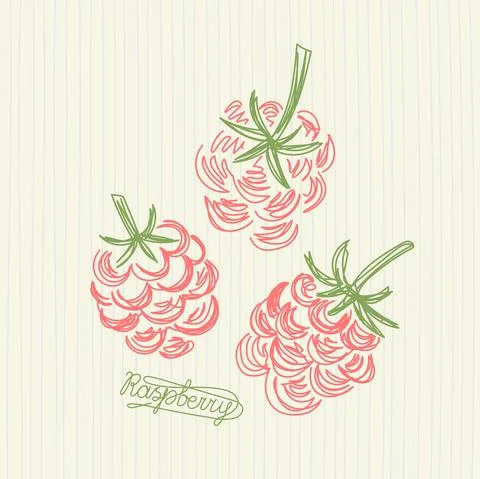 Raspberry fruit. Hand drawn vector illustration. Pen or marker doodle sketch. Stock Illustration