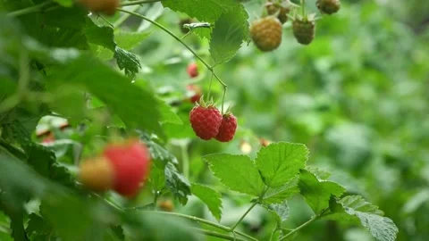 Raspberry fruit hanging on a branch Stock Footage 137273416