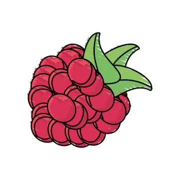 Raspberry fruit harvest fresh Stock Illustration
