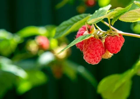 Raspberry fruit with light and blurred nature background. Stock Photos