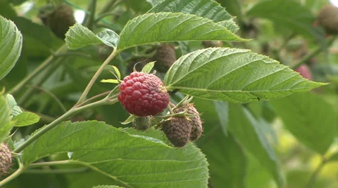 Raspberry fruit in an orchard Stock Footage 39958344