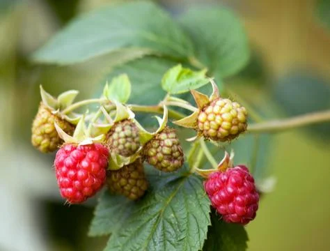 Raspberry fruit Foto stock