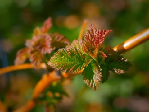 Raspberry fruit Stock Photos