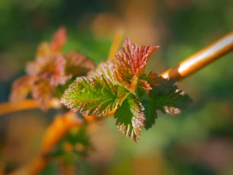 Raspberry fruit Stock Photos