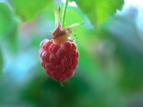 Raspberry fruit Stock Photos