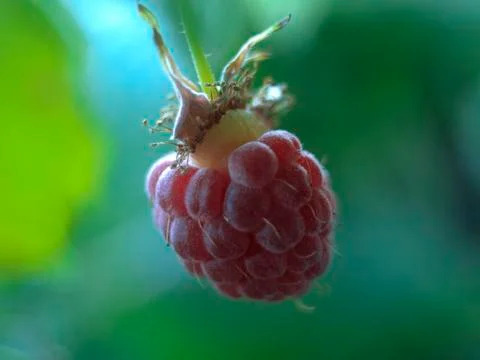 Raspberry fruit Stock Photos