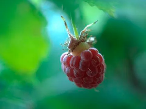 Raspberry fruit Stock Photos