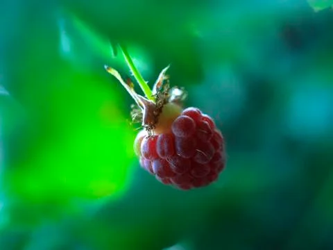 Raspberry fruit Foto stock