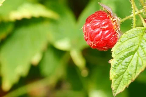 Raspberry fruit on plant Stock Photos