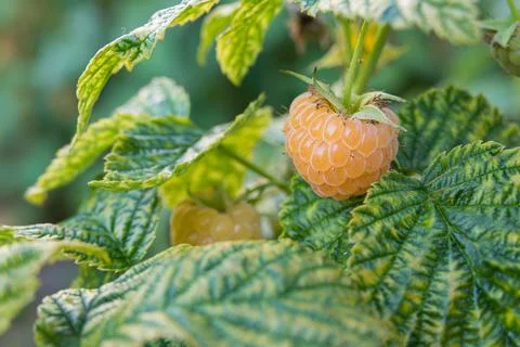 Raspberry fruit on the Rubus idaeus plant Stock Photos