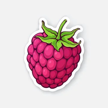 Raspberry fruit with stem. Healthy vegetarian food Stock Illustration