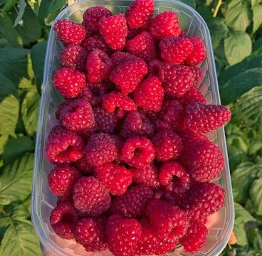 Raspberry fruit in a tray on background of greenery Stock Photos