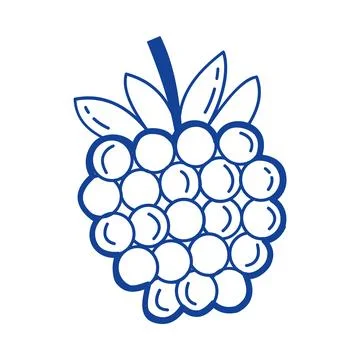 Raspberry fruit vector blue line art doodle berry icon for summer branding 스톡 일러스트