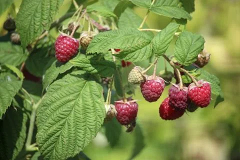 Raspberry fruits and leaves Stock Photos