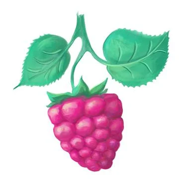 Raspberry fruits on the branch. Stock Illustration