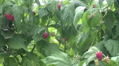 Raspberry fruits Stock Footage 52338941