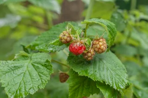 Raspberry fruits Stock Photos