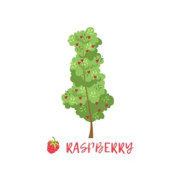 Raspberry garden berry bush with name vector Illustration Stock Illustration