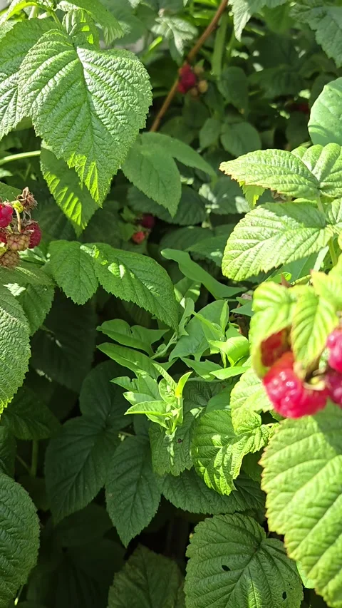 Raspberry garden close-up. Ripe red berries on branch swaying in wind. Ripening Stock Footage 316002910