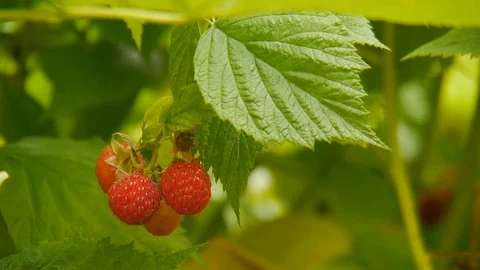 Raspberry in the garden. Stock Footage