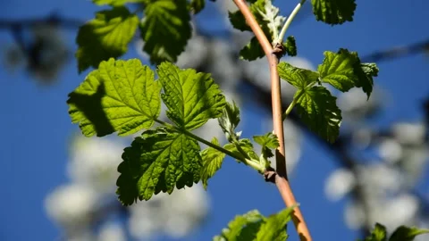 Raspberry in the garden Stock Footage 252671600