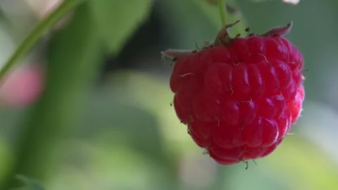 Raspberry in the garden Stock Footage 341435404