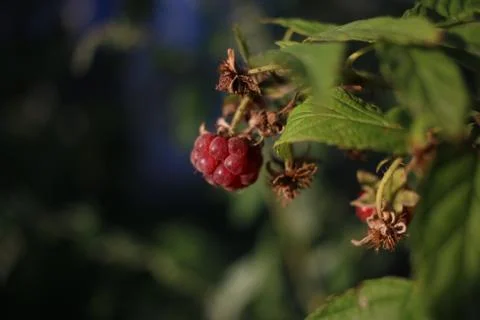 Raspberry on garden Stock-Fotos