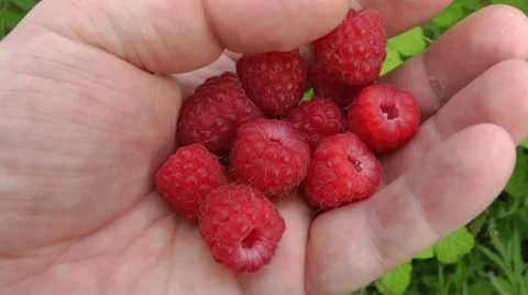 Raspberry gathering - a useful occupation Vidéo 8563855