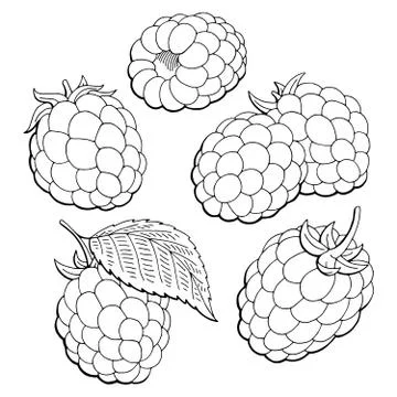 Raspberry graphic black white isolated sketch illustration vector Stock Illustration