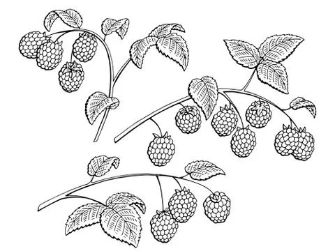 Raspberry graphic branch black white isolated set sketch illustration vector Stock Illustration