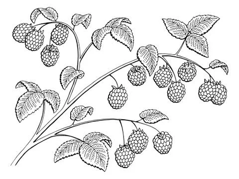 Raspberry graphic branch black white isolated sketch illustration vector Stock Illustration