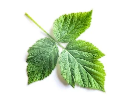 Raspberry green fresh leaf isolated over white background Stock Photos