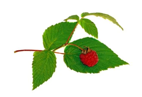 Raspberry with green leaf isolated Stock Photos
