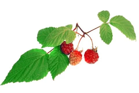 Raspberry with green leaf isolated Stock Photos