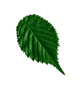 Raspberry green leaf isolated on white Foto stock