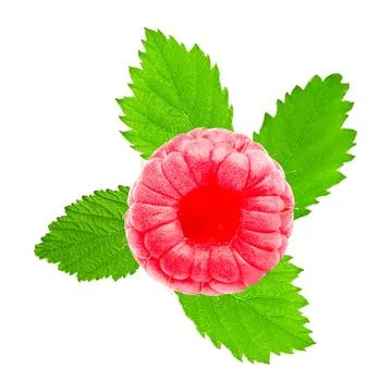 Raspberry with green leaf isolated on white background Stock Photos