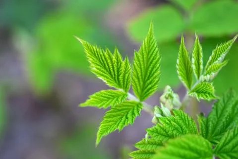 Raspberry green leaf Stock Photos