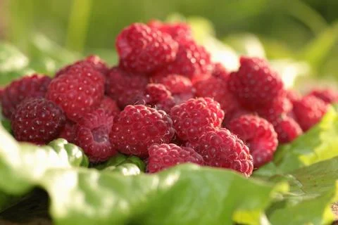 Raspberry on a green leaf Stock Photos