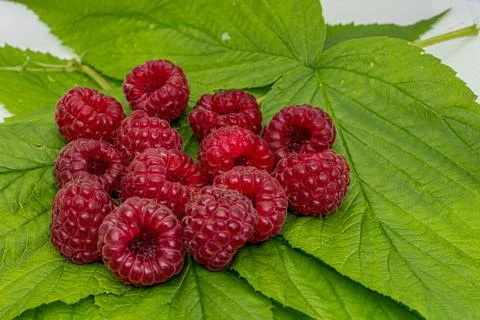 Raspberry on a green leaves close up macro. Nature background. Fresh fruit. Stock Photos