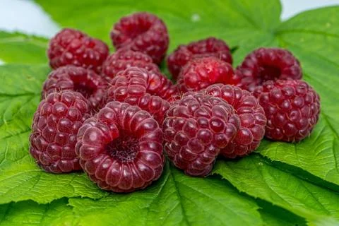 Raspberry on a green leaves close up macro. Nature background. Fresh fruit. Stock Photos