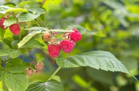 Raspberry. Growing Organic Berries, Close-up Фото