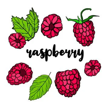 Raspberry hand drawn doodle set. Vector illustration Stock Illustration