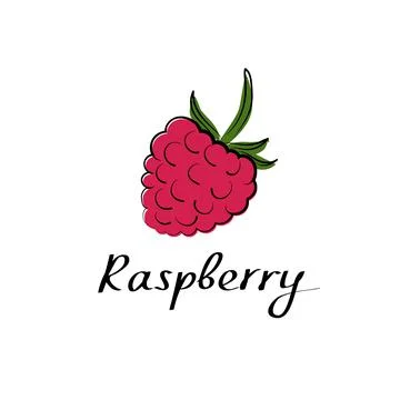Raspberry hand drawn sketch illustration on white background. Vector berry sign Stock Illustration