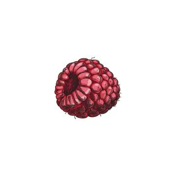 Raspberry hand drawn vector illustration, farm natural pink berry sketch, juicy Stock Illustration