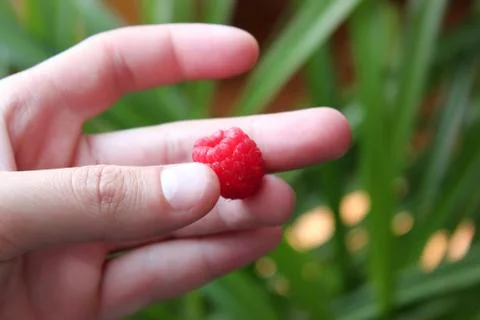 Raspberry in hand on green background Stock Photos