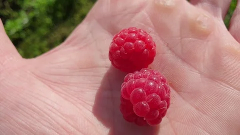 Raspberry on hand. Hold the raspberry berry on the palm. Stock Footage 112215850