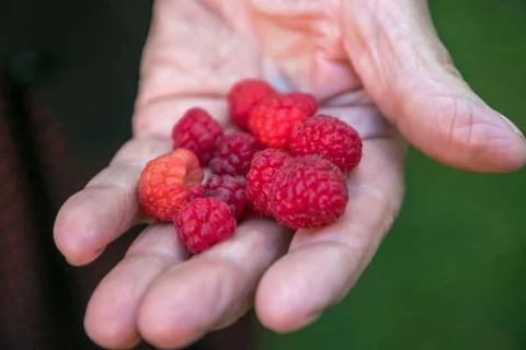 Raspberry in the hand of old picker Stock Photos